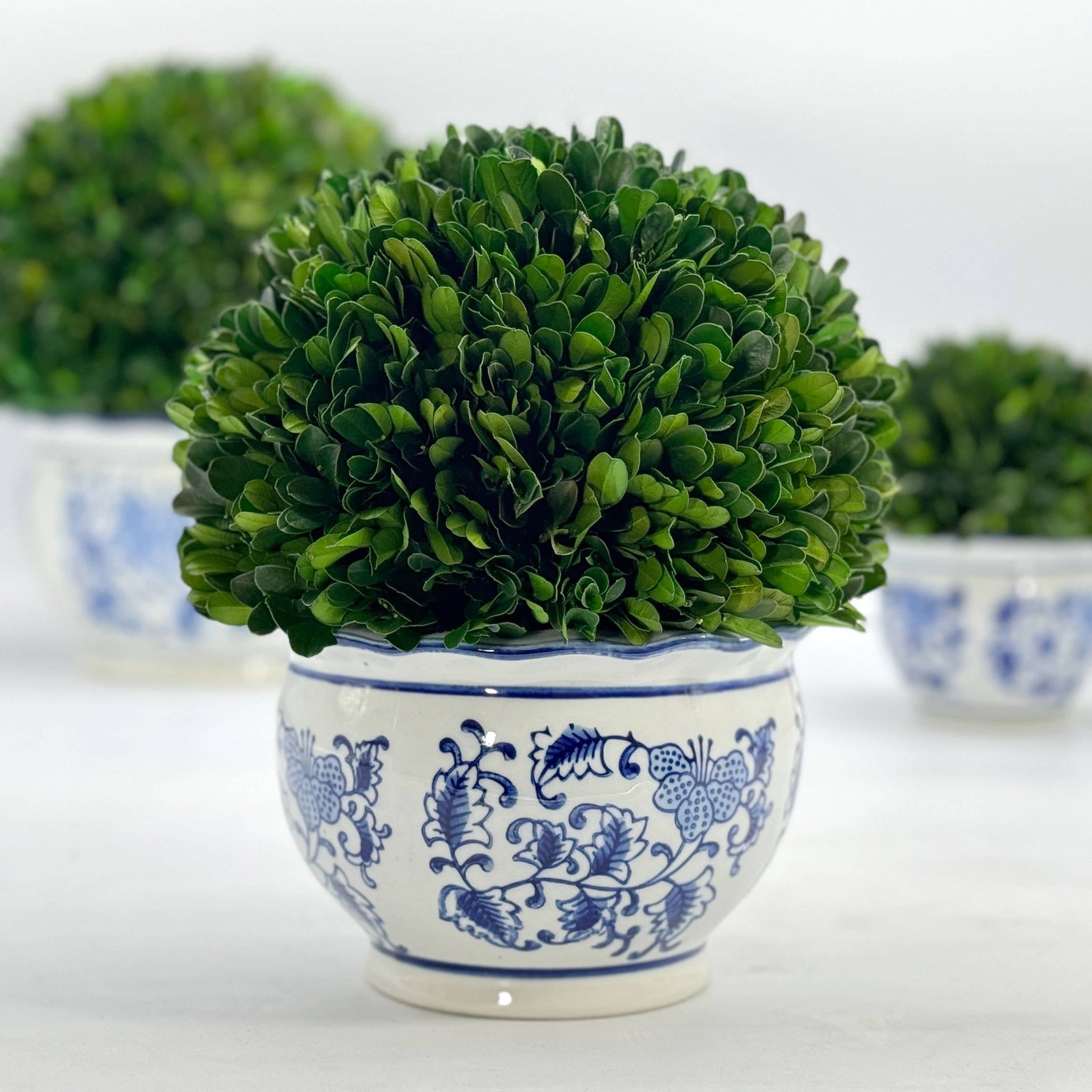 Boxwood Ball Topiary in Round Bulb Blue & White Ceramic Pot: Medium